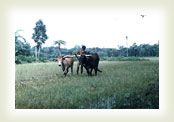 Striving for existence : A typical peasant of Bangladesh