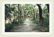Country path beneath the affection of shadow