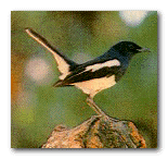 Doel, national bird of  Bangladesh