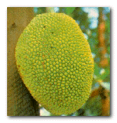 [Jackfruit]