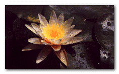 Shapla, Water Lily